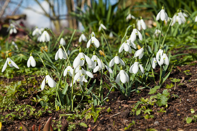 Hodsock 2014 (05)